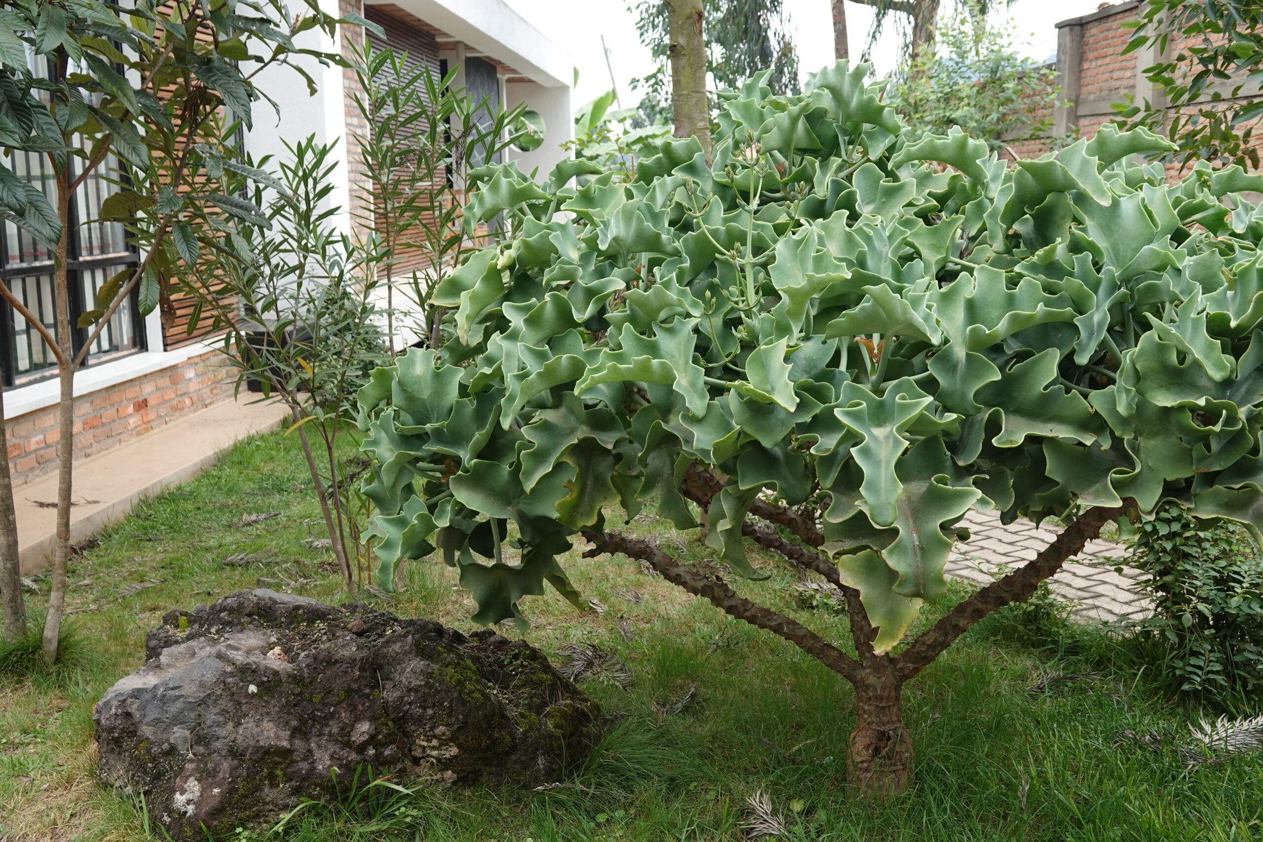 Paella dish